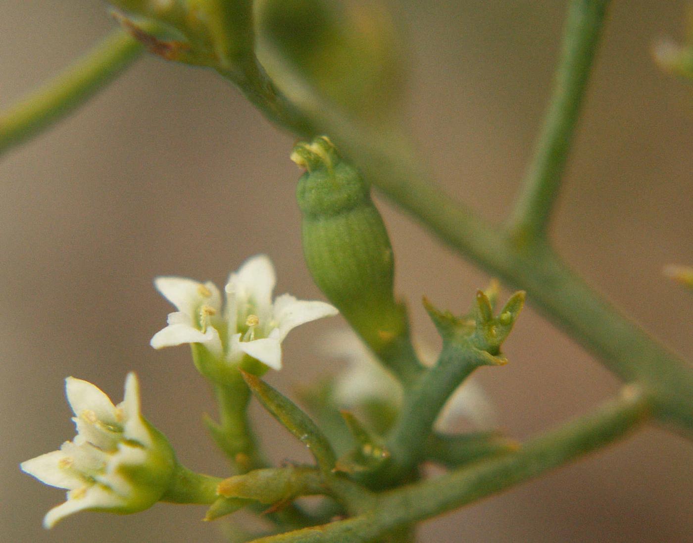 Bastard Toadflax, Branched fruit